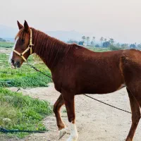 اسب مادیو عرب با کره