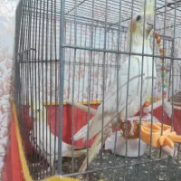 عروس لوتیتو ۹ماهه نژاد خاص