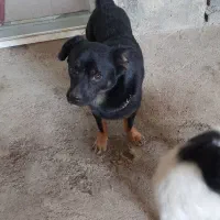 سگ‌گم شده|حیوانات|دورود, |دیوار