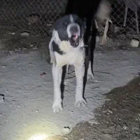 واگذاری سگ گله