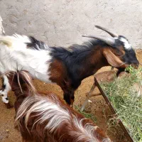 مایل به معاوضه نیستم