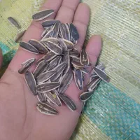 تخمه اس ۴۰۰