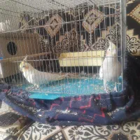 فروش عروس هلندی|پرنده|خمینی‌شهر, |دیوار