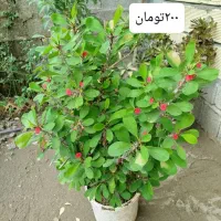 گل طبیعی