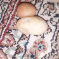 سنگ در واقع یاقوت زرد میشه گفت|کلکسیون اشیاء عتیقه|تهران, میدان میوه و تره‌بار مرکزی|دیوار