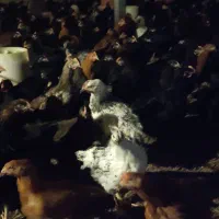 جوجه مرغ و خروس محلی ۳ماهه تاقچه