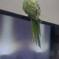 جوجه طوطی ملنگو|پرنده|بروجرد, |دیوار