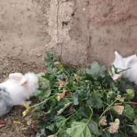 خرگوش لوپ مولد