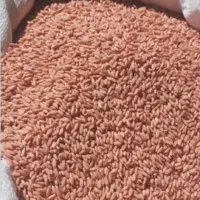 گندم بذر بوجاری شده درجه یک