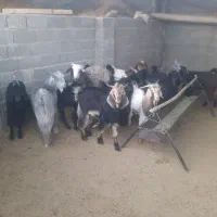 بز و کولار و کهره نر چاق تخت|حیوانات مزرعه|مرودشت, ده بید|دیوار