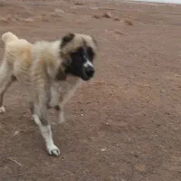 سگ نگهبان|سگ|بوژگان, |دیوار