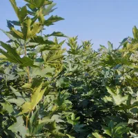 چنار|خدمات باغبانی و درختکاری|پاکدشت, پاکدشت (مامازند)|دیوار