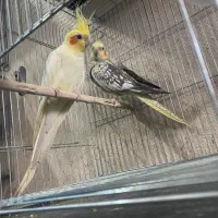 عروس هلندی جوجه،بالغ،مولد|پرنده|کوچصفهان, |دیوار