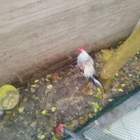 خروس اذانگو