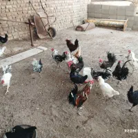 تخم مرغ گلین