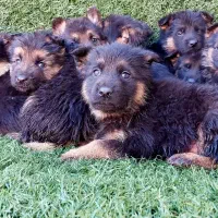 تولهای ژرمن|سگ|زیرآب, |دیوار