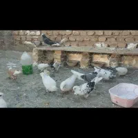 کبوتر ها به شرط پرش