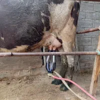 گاوشیری سیمینتال