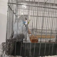 مرغ عشق دستی