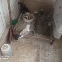 کبوتر تهرانی نر|پرنده|پرند, فاز ۵|دیوار