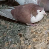 ماده خوشرنگ|پرنده|خمینیشهر, |دیوار