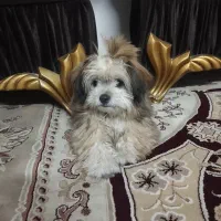 سگ پامر|سگ|ورامین, شهرک مدرس|دیوار