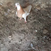 یک جفت کبوتر طوقی
