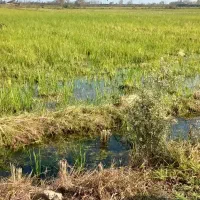 فروش زمین زراعی ۲۸۰۰متری لنگرود روستای ارباستان|فروش زمین و ملک کلنگی|رودبنه, |دیوار