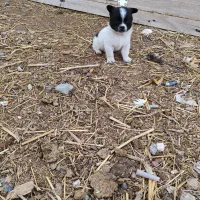 پاکوتاه فیندو سرابی