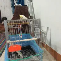 عروس هلندی|پرنده|مشکین‌دشت, |دیوار