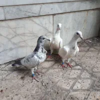 جوجه فری