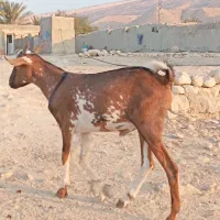 یه عدد بز با کهرهاش و یک کهره|حیوانات مزرعه|رویدر, |دیوار