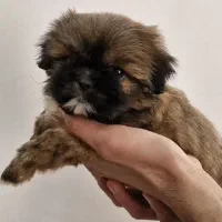 سگ جیبی|سگ|فشاپویه, |دیوار