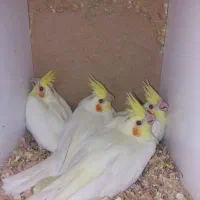 3تا جوجه عروس لوتینو سرلاکی