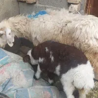 میش بززایده