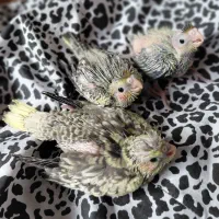 جوجه عروس|پرنده|رشت, شهرک قدس|دیوار