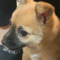 سگ اشپیتز پامر|سگ|شاهینشهر, شهرک گلدیس|دیوار