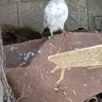 کفتر نر قوی|پرنده|آستانه اشرفیه, |دیوار