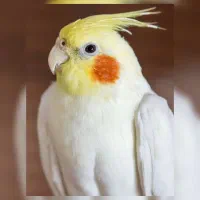 عروس هلندی لوتینو