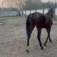 اسب نریون تروبرد ۷ ساله