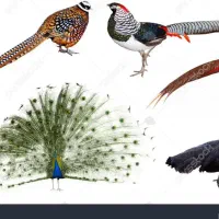 جوجه طاووس مرغ و خروس آمریکایی