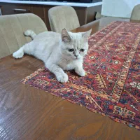 گربه بریتیش و اسکاتیش