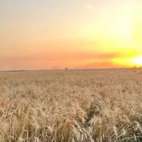 زمین کشاورزی فرودگاه گرگان|فروش دفتر صنعتی، کشاورزی، تجاری|آق قلا, |دیوار