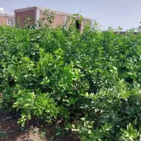 سلام فروش نهال مرکبات  گرمسیری  همه نمونه