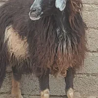 گوسفده بره