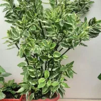 فروش گل طبیعی|گل و گیاه طبیعی|بوکان, |دیوار