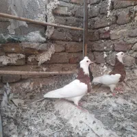 فروش چن عدد طوقی