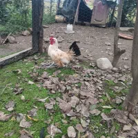 مرغ خروس چاپنیز جوان