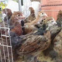 جوجه مرغ ۲ماهه برهما، ویاندوت، لاری، استرالوپ
