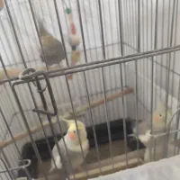 عروس هلندی|پرنده|تاکستان, |دیوار